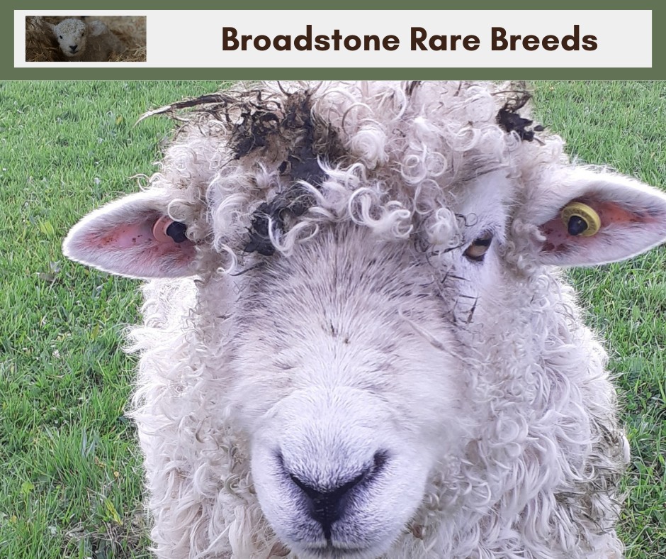 Broadstone Rare Breeds