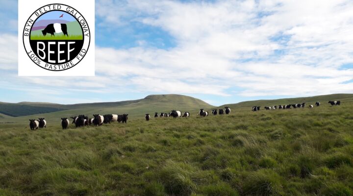 Brynn Belted Galloway Beef