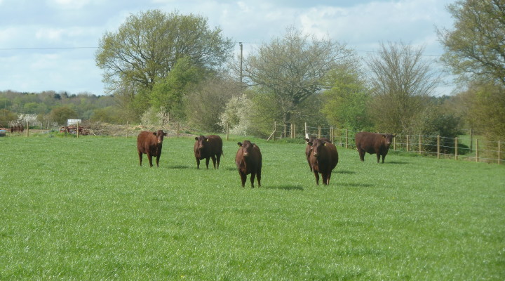 Dreesbrook Far