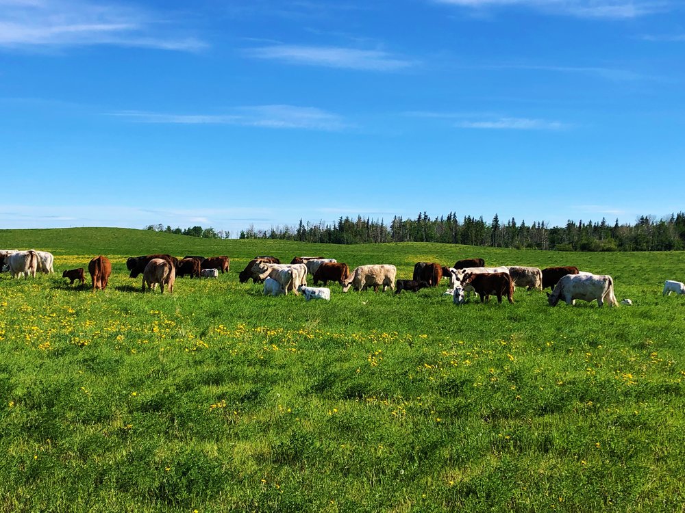 Forage Acres Beef