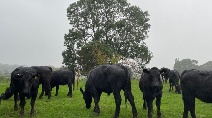 Fordhall Organic Farm