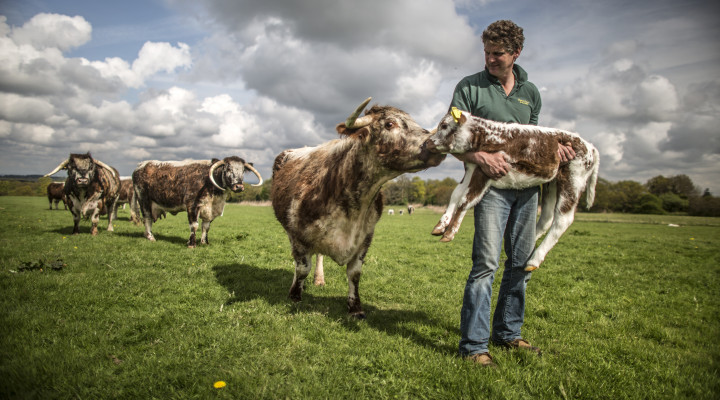 Halliloo Valley Longhorns