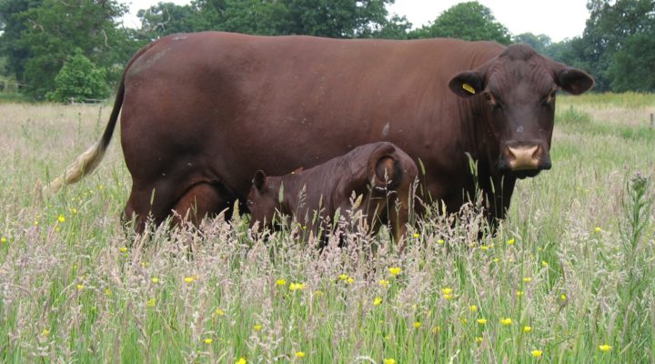 Hampton Estate Naturally Reared Produce