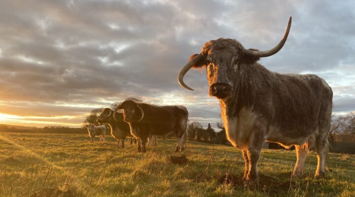 Hampton Gay Farm 1