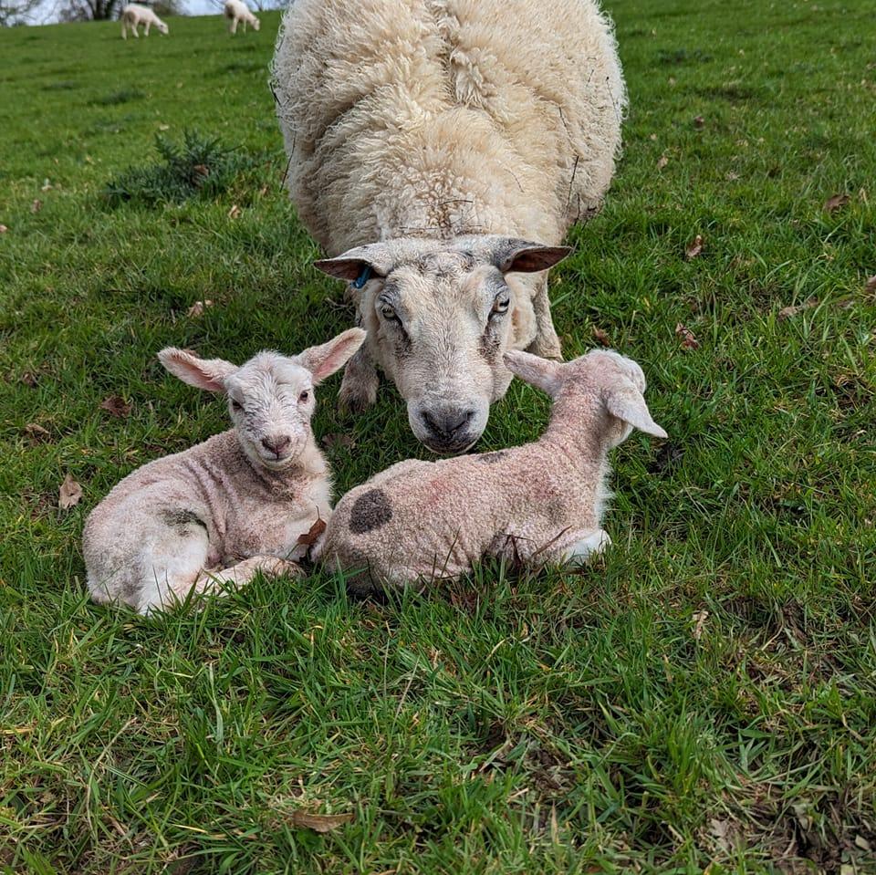 Hillside beef and lamb