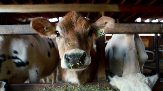 Morningstar Farm : Little Qualicum Cheeseworks 1