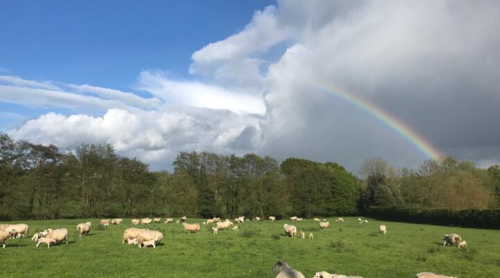 Park Farm Butchers