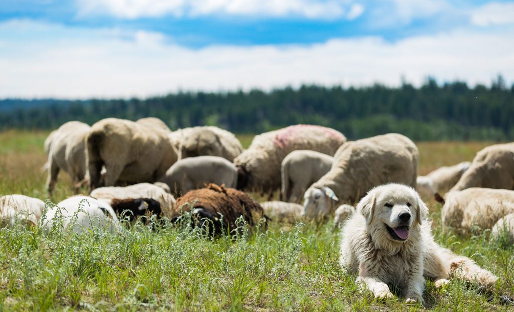 Pasture to Plate 2