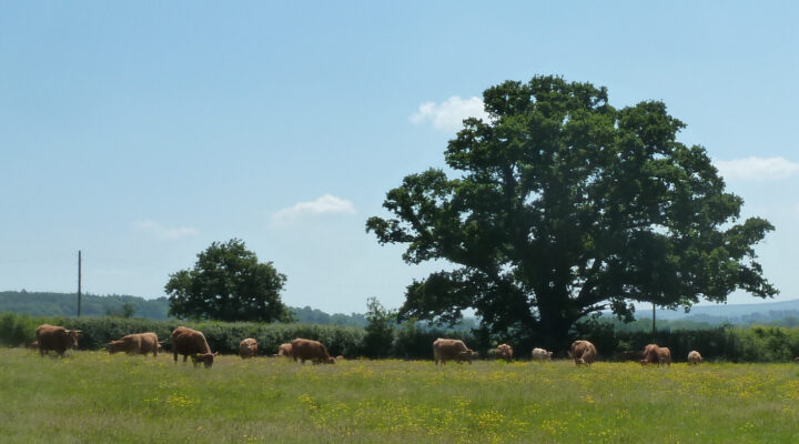 Upper Leigh Farm 1