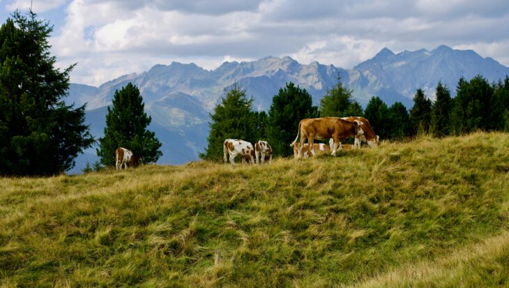 Green pasture with cows grazing