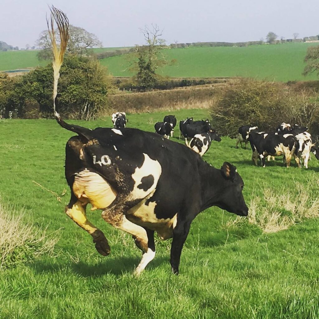 Abbey Farm Dairy