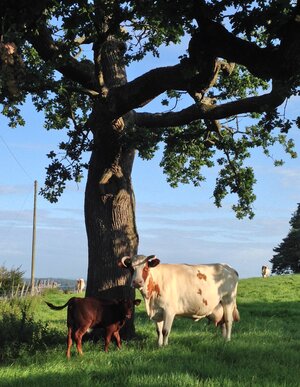 Old Plaw Hatch Farm 1