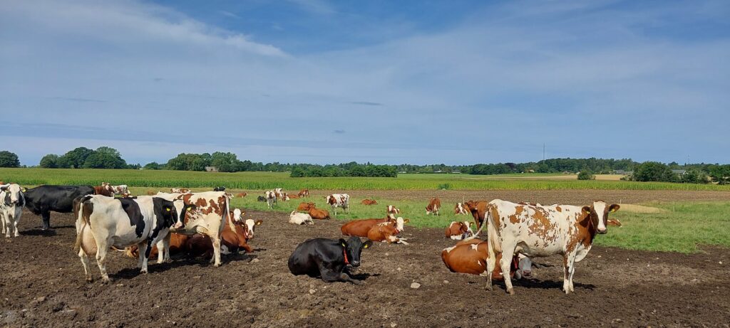 Free Range Yorkshire Raw Milk 1