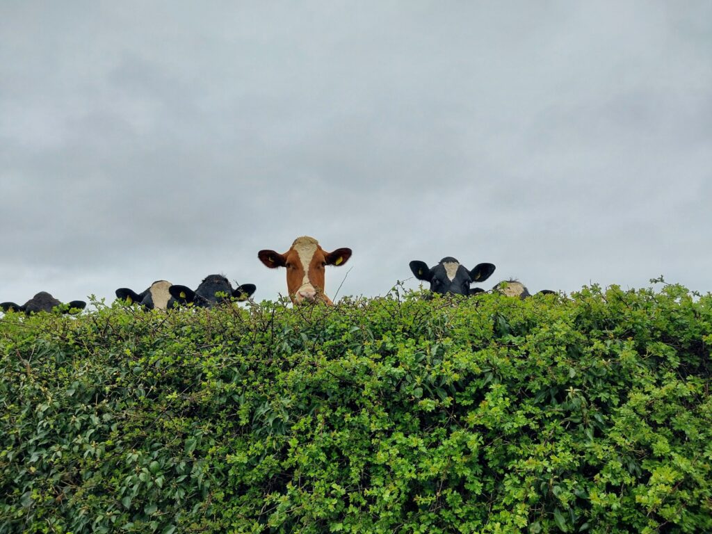 Free Range Yorkshire Raw Milk 3