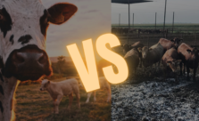 Regenerative farming vs feedlot farming