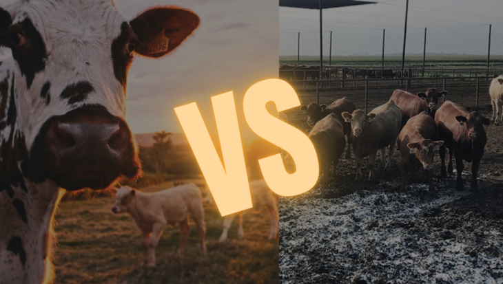 Regenerative farming vs feedlot farming