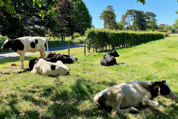 Ottinge Court Farm