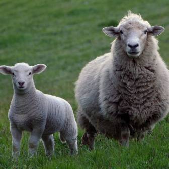 lamb in a field