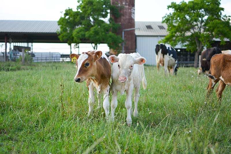 couple of cows