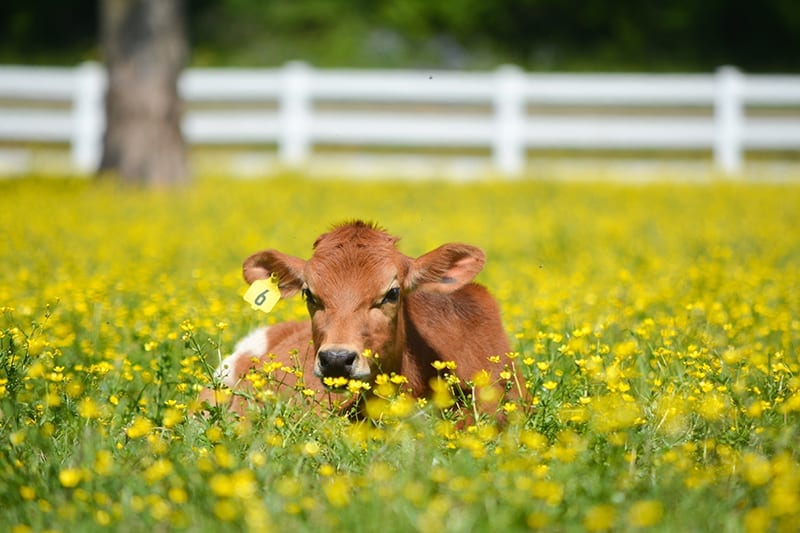 jersey cow in a green field with yello flowers