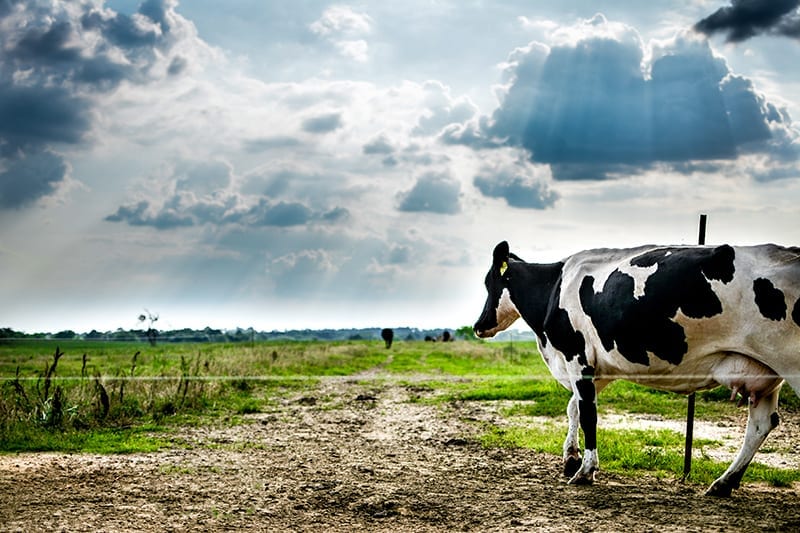 black white cow in a field